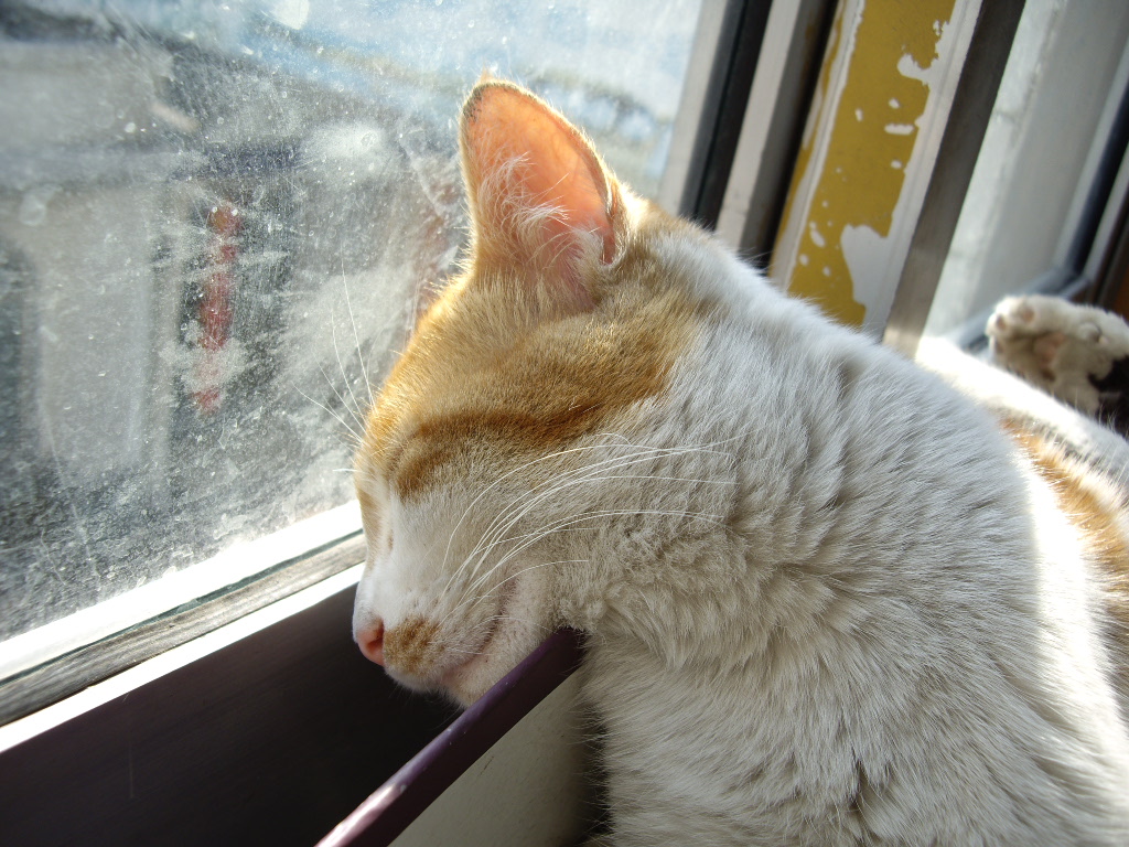 IMGP0114.JPG