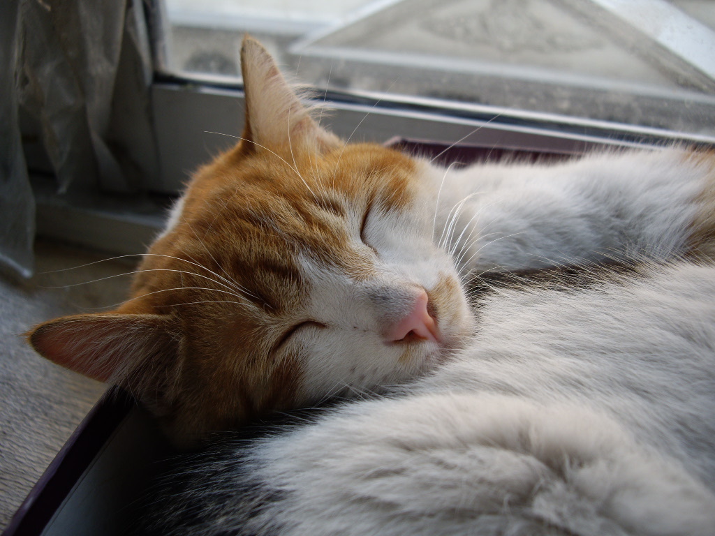 IMGP0165.JPG