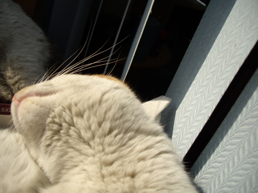 IMGP0261.JPG