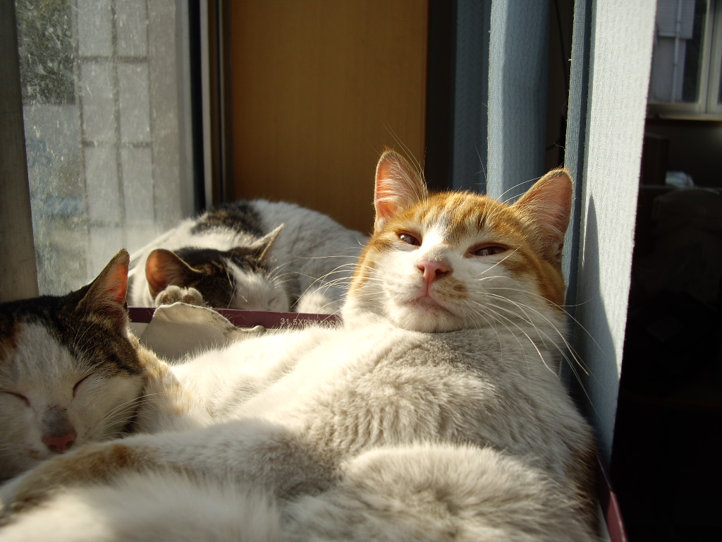 IMGP0263.JPG