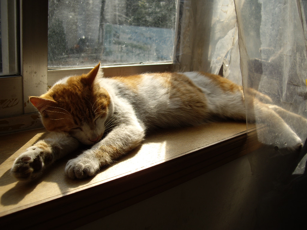 IMGP0279.JPG