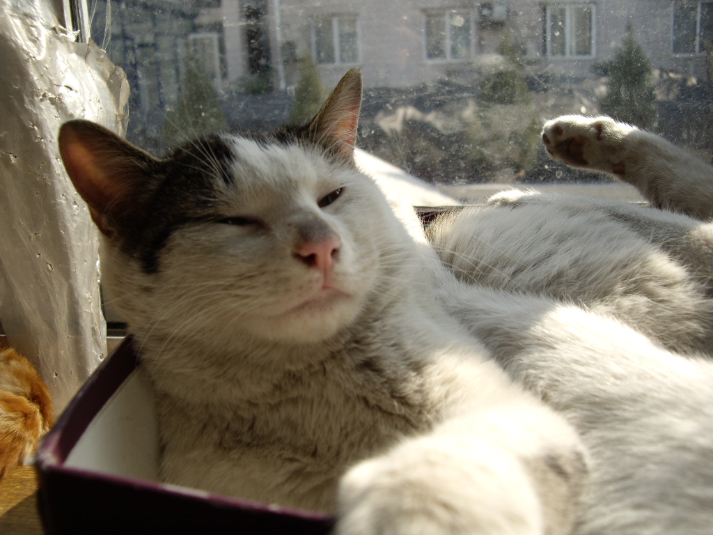 IMGP0288.JPG