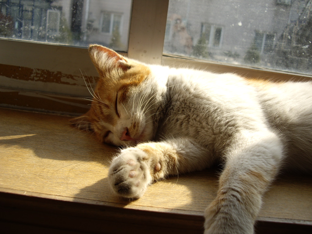 IMGP0296.JPG