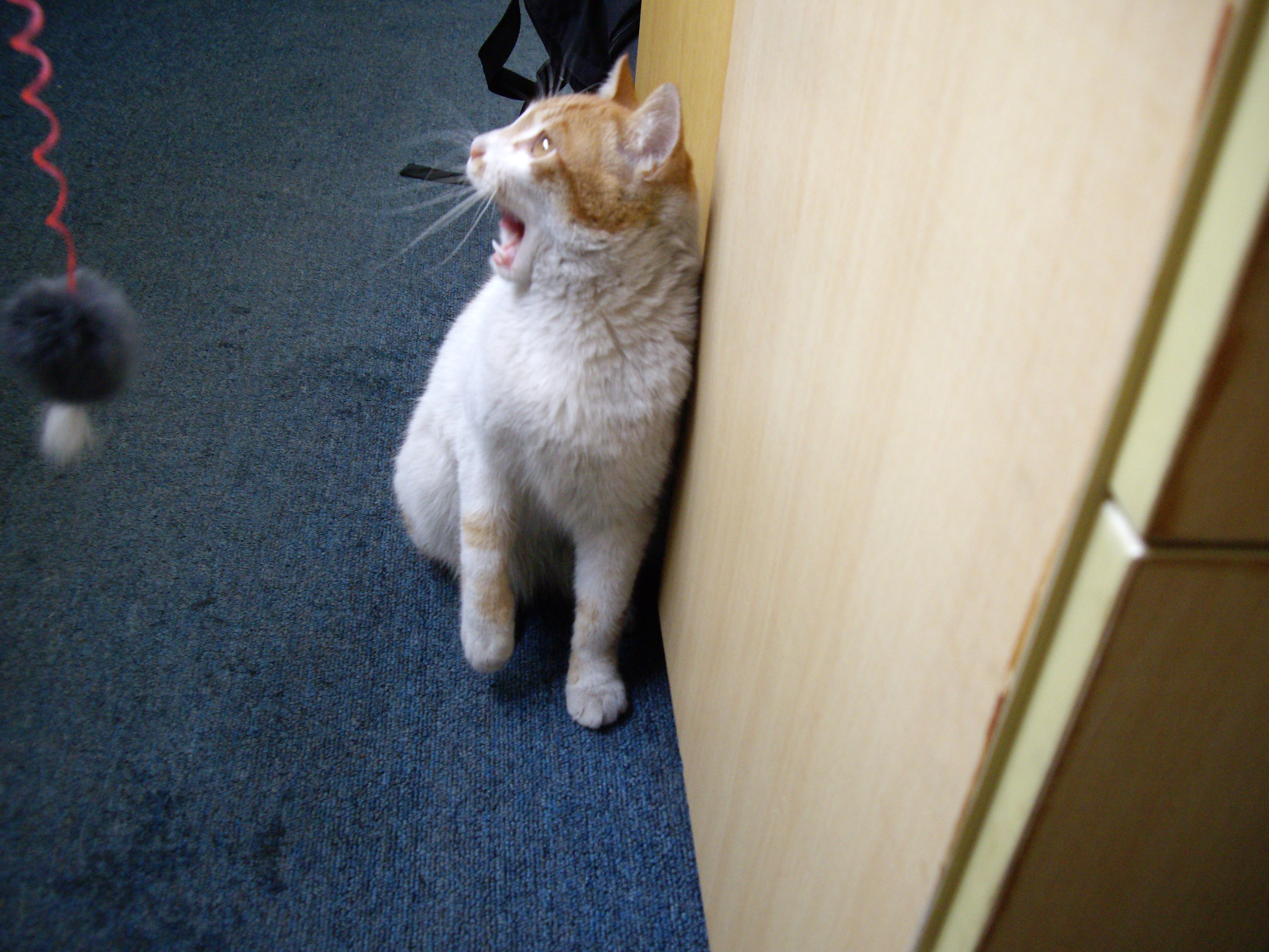 IMGP0397.JPG