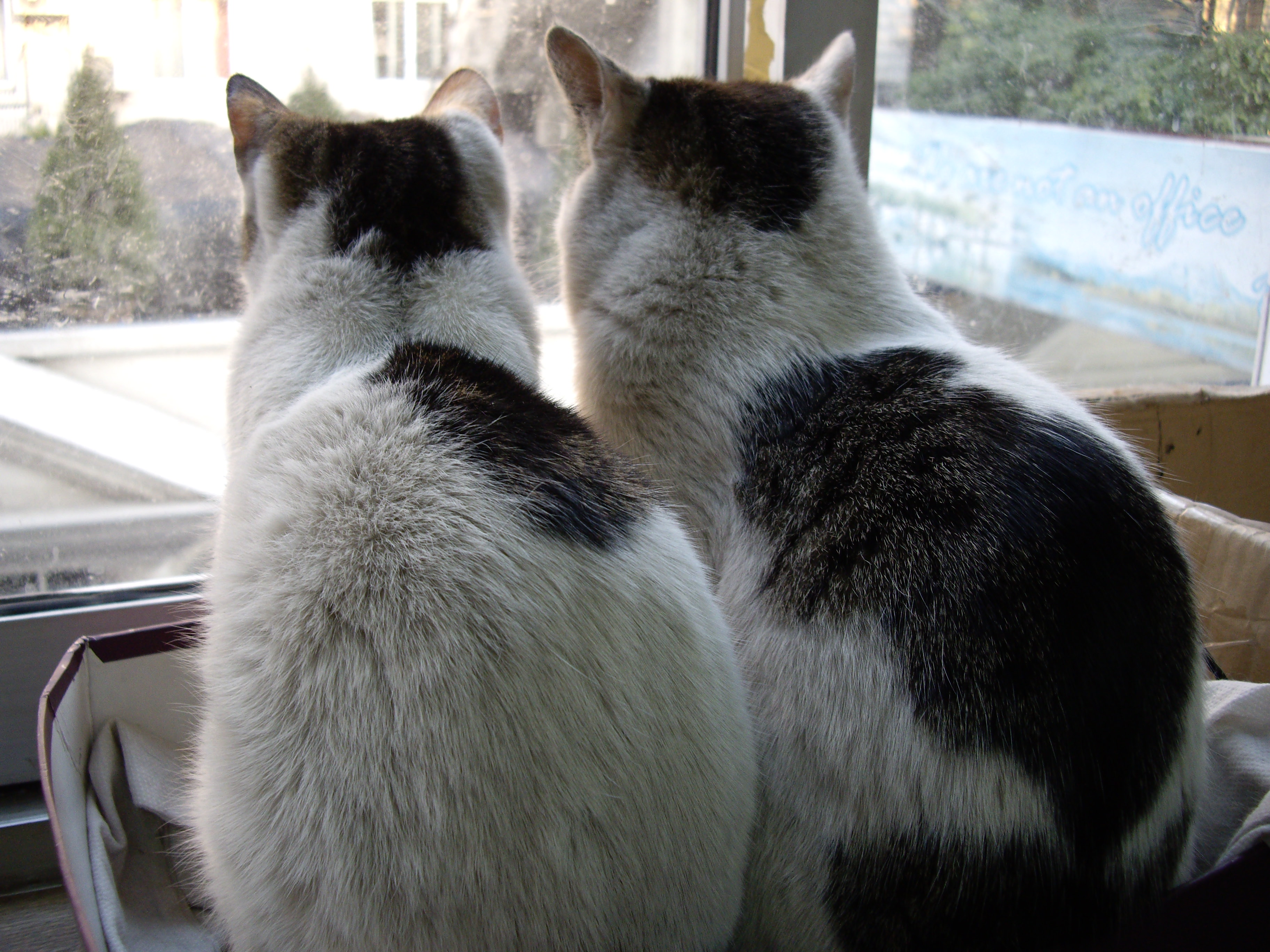 IMGP0431.JPG