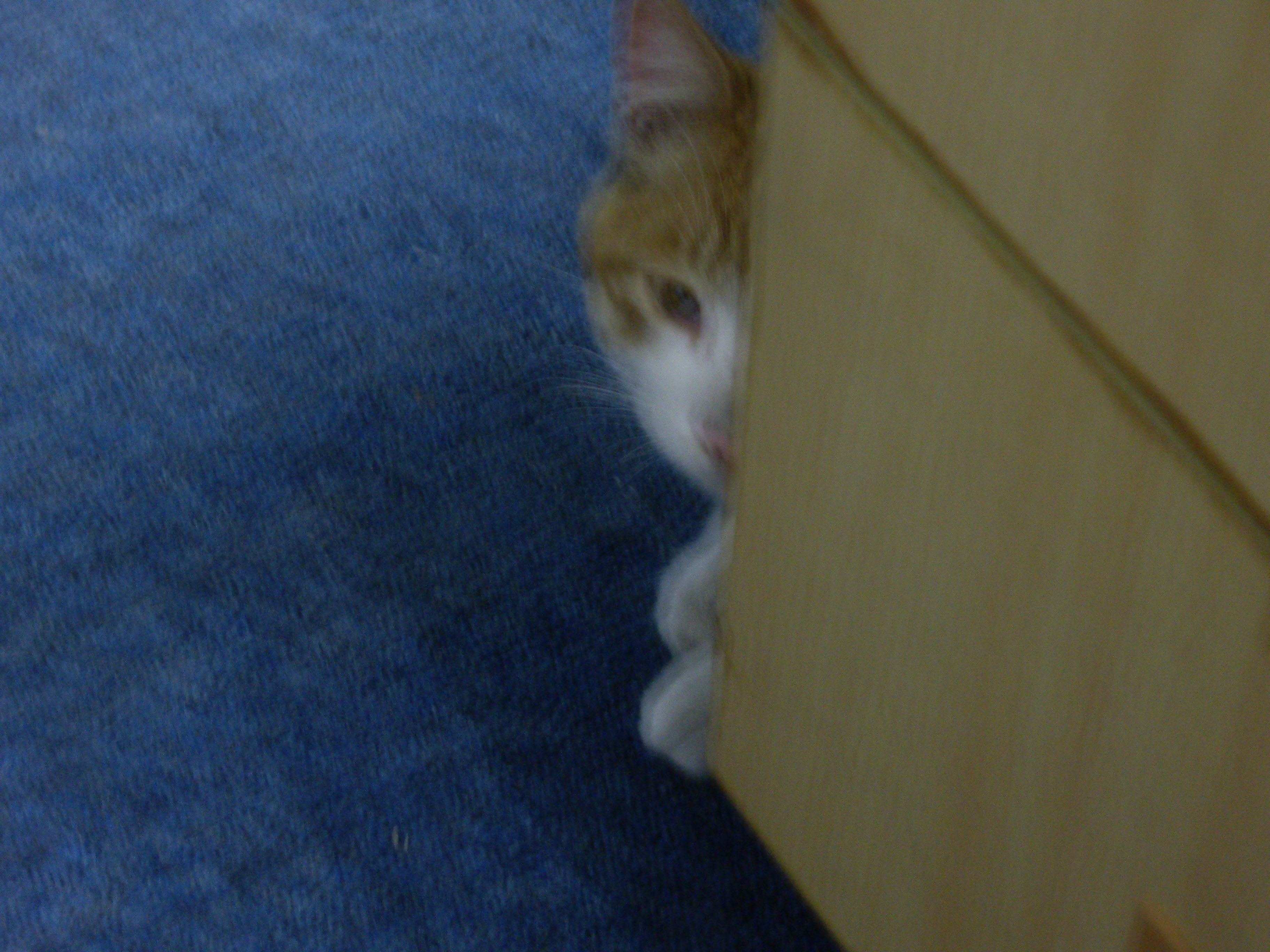 IMGP0459.JPG