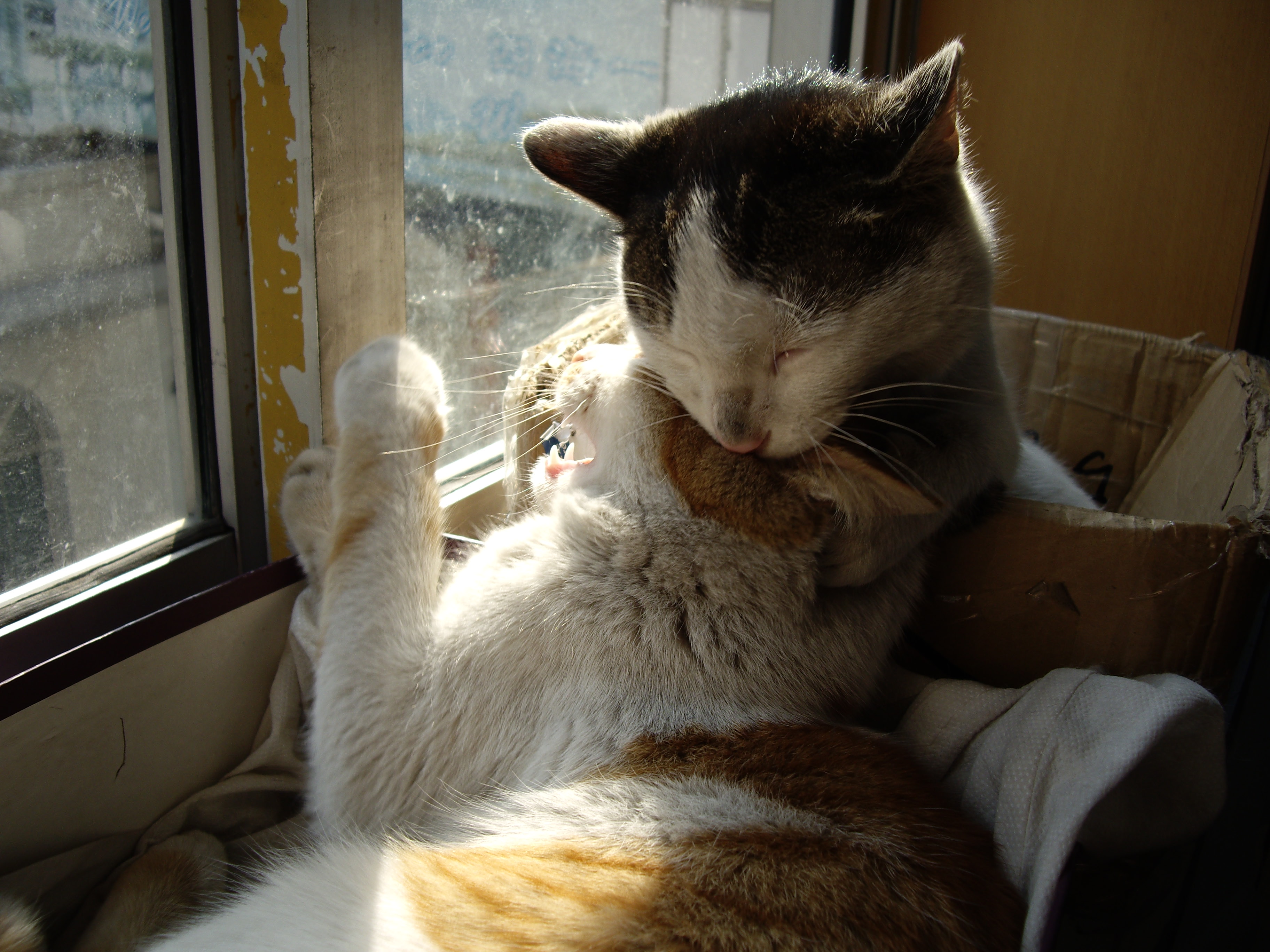 IMGP0499.JPG