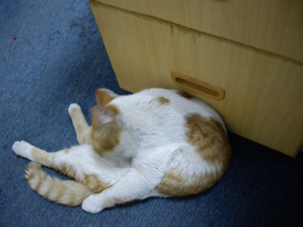 IMGP0707.JPG