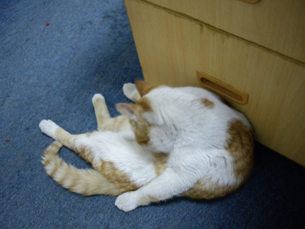 IMGP0710.JPG