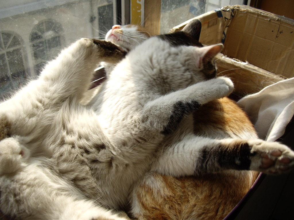 IMGP2008.JPG