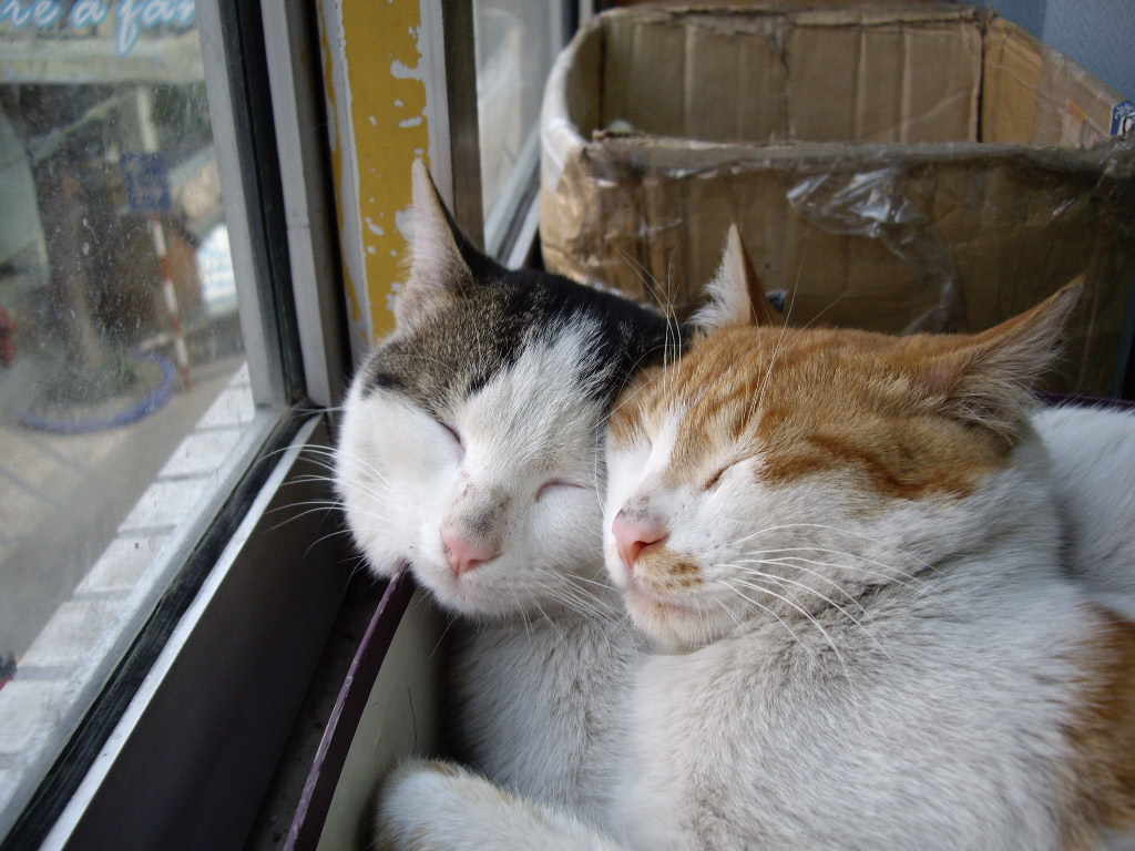 IMGP2113.JPG
