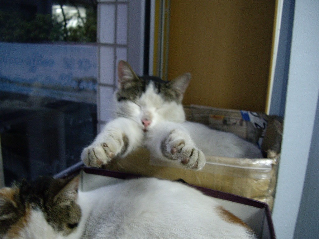 IMGP2771.JPG