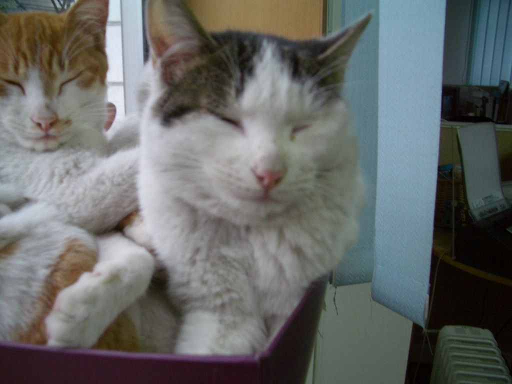 IMGP3111.JPG