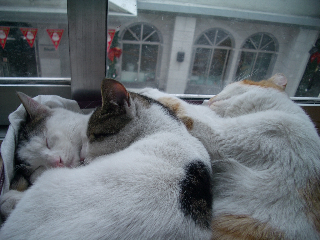 IMGP3159.JPG
