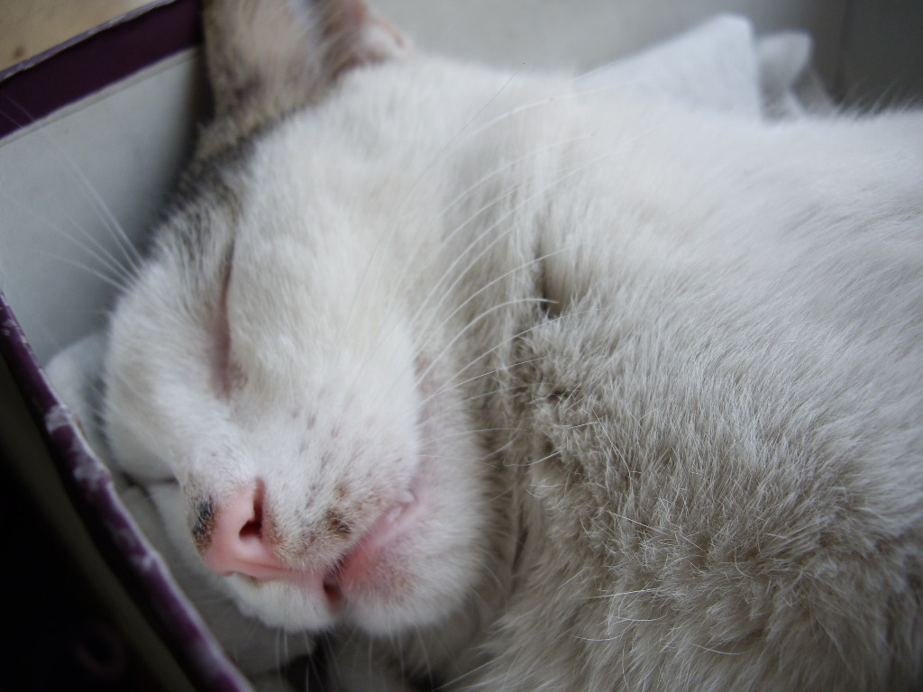 IMGP3184.JPG