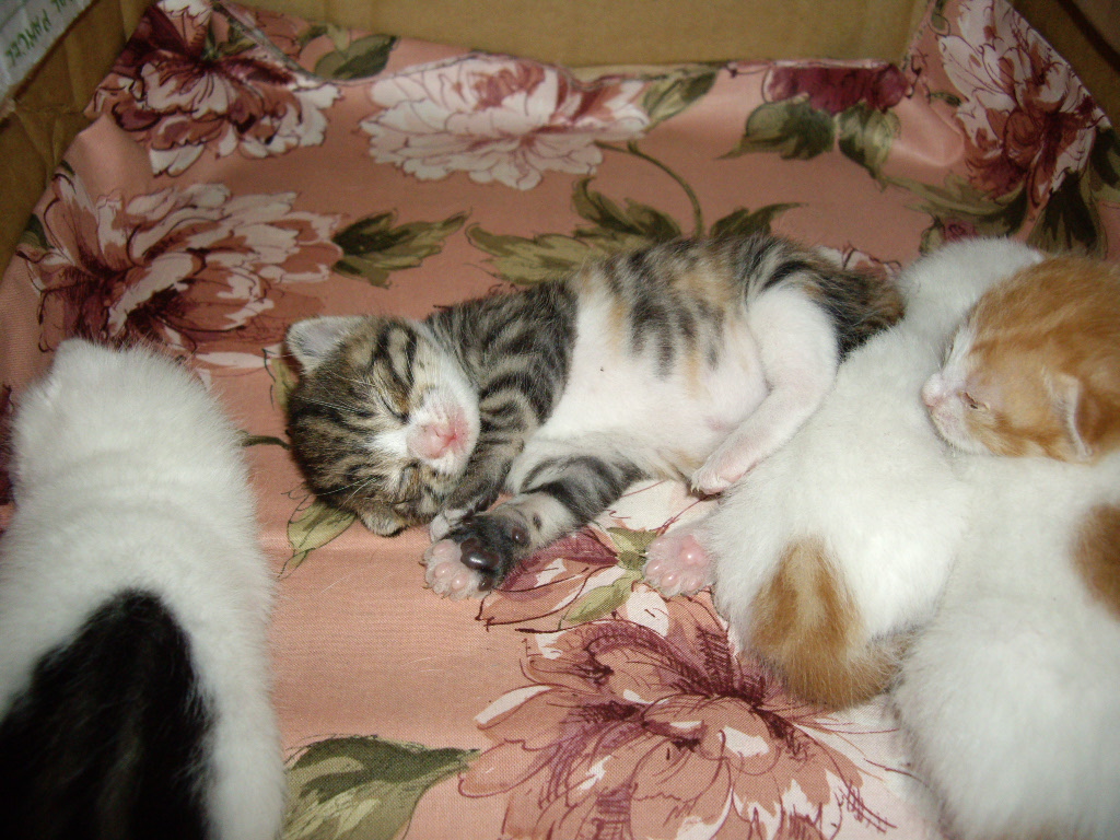 IMGP3445.JPG