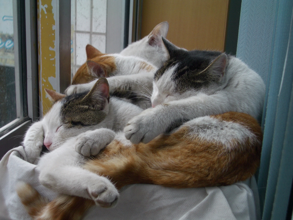 IMGP3766.JPG