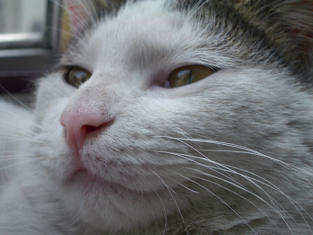 IMGP4312.JPG