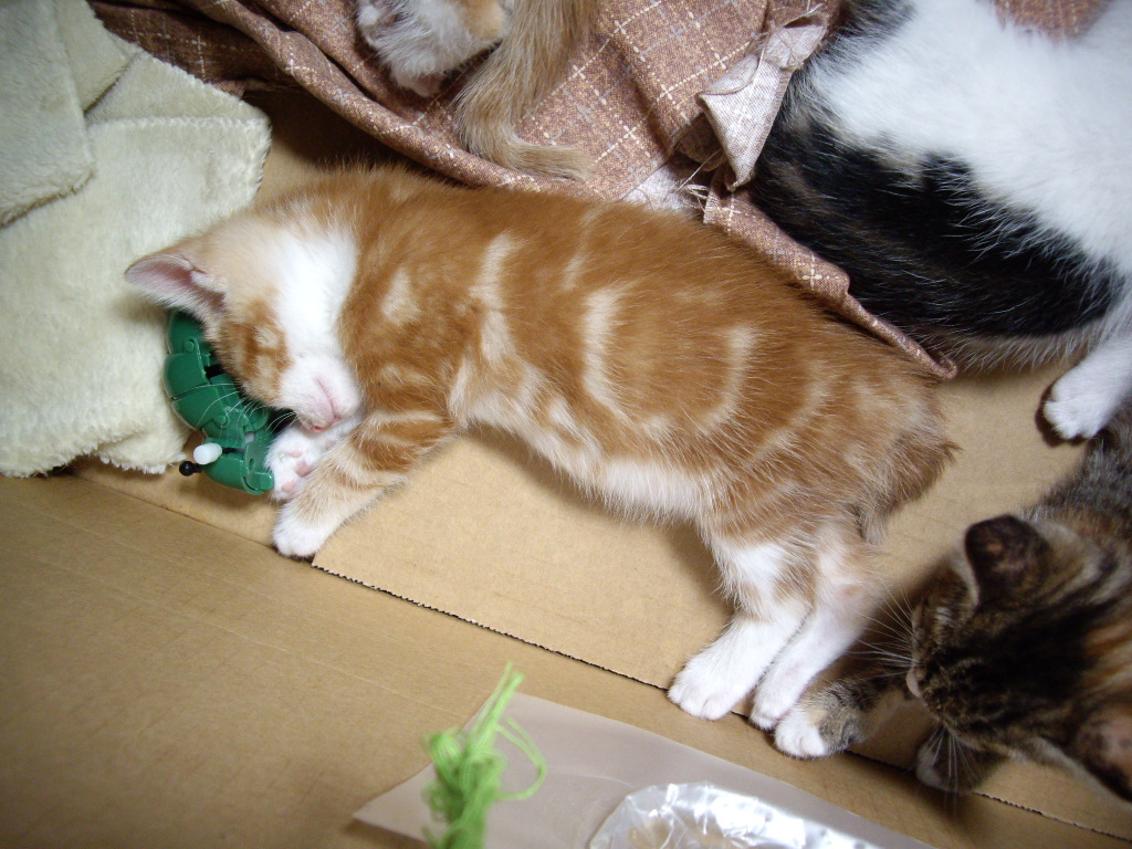 IMGP4318.JPG