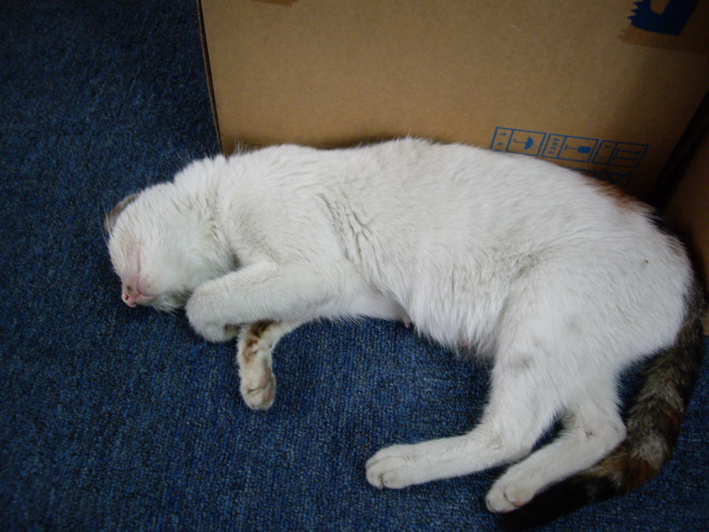 IMGP4514.JPG