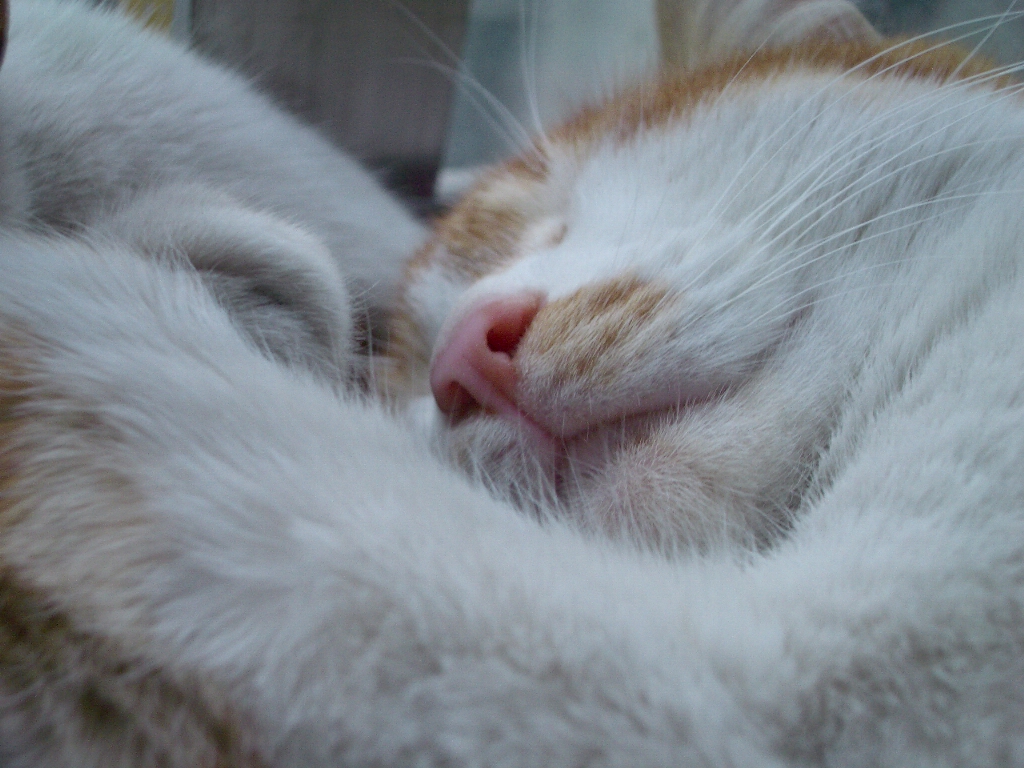 IMGP4645.JPG