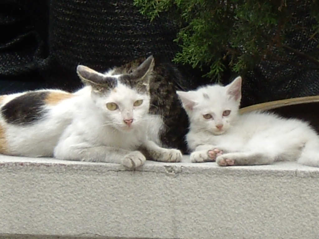 IMGP5052.JPG