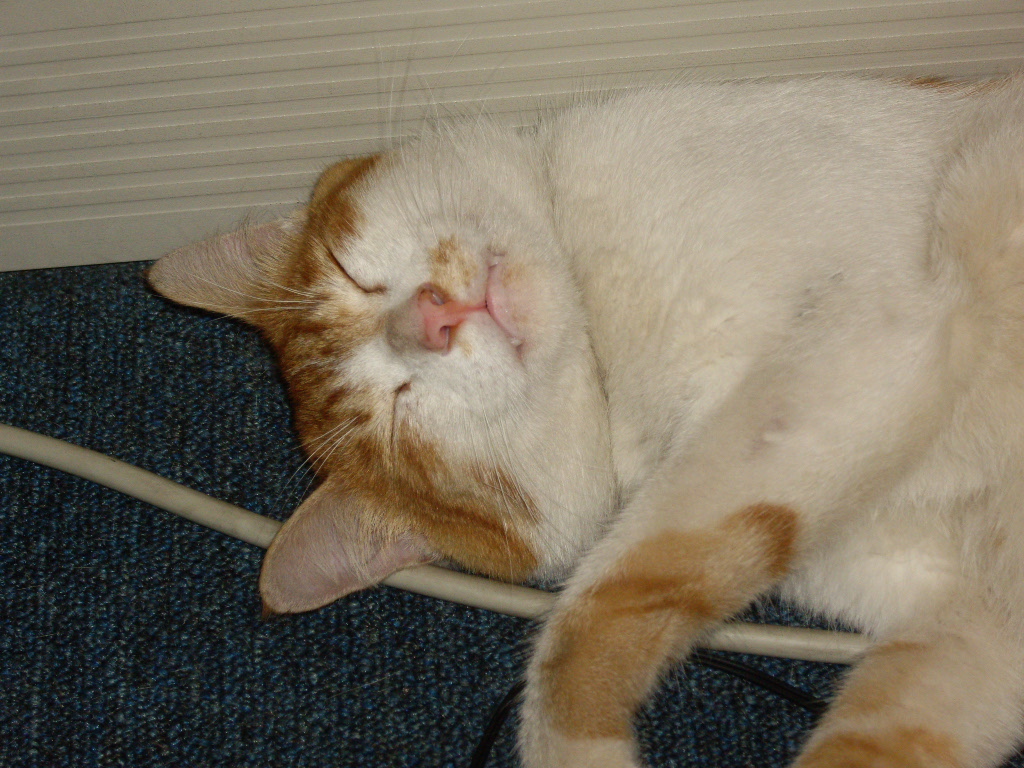 IMGP5194.JPG