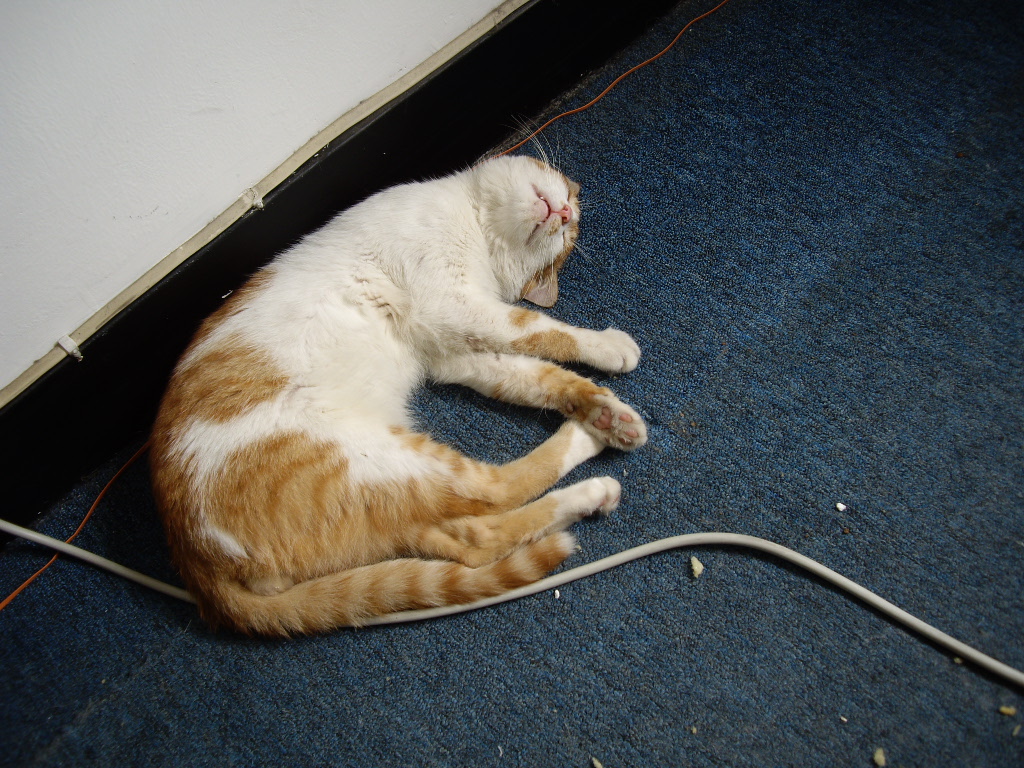 IMGP5584.JPG