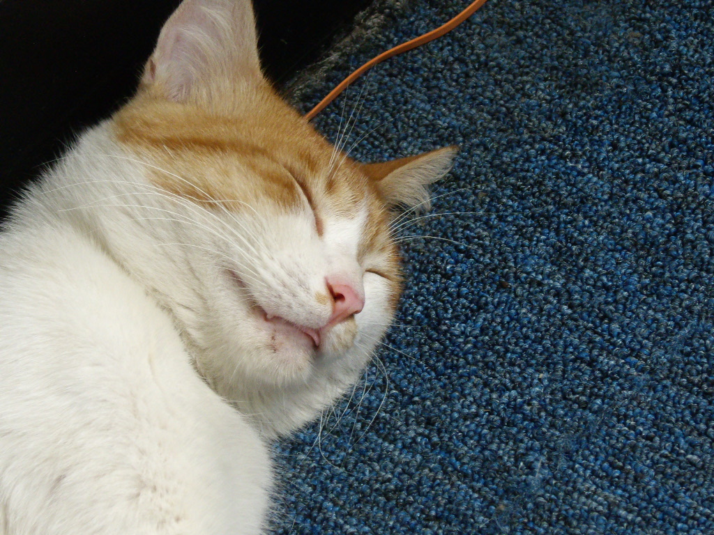 IMGP5588.JPG